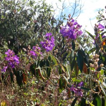 Purple flowers on the way to the Cerro Uchumachi